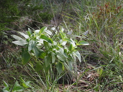 Salvia farinacea