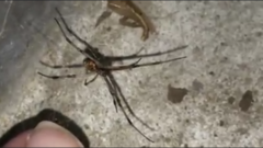 Latrodectus geometricus