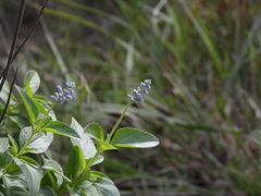 Salvia farinacea