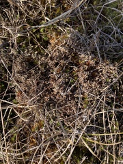 Cladonia scabriuscula