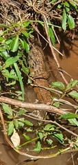 Caiman