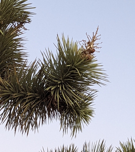 Yucca brevifolia