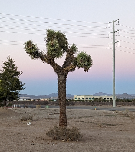 Yucca brevifolia