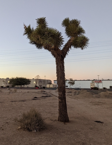 Yucca brevifolia