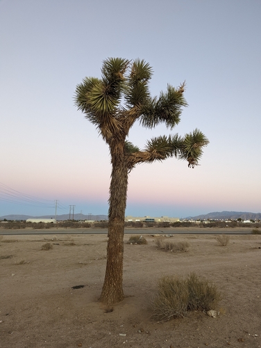 Yucca brevifolia