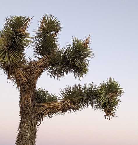 Yucca brevifolia
