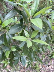 Lophostemon confertus