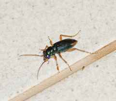 Tetracha