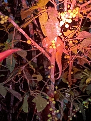 Pseudochirops archeri