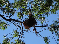 Sciurus carolinensis