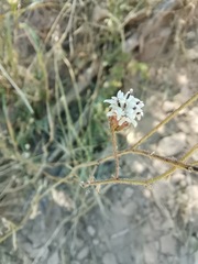 Florestina tripteris
