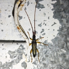 Distenia chaparensis