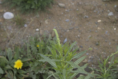 Reseda lutea