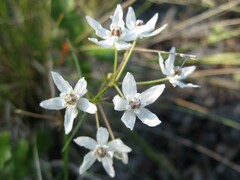 Asclepias feayi