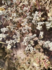 Tidestromia lanuginosa