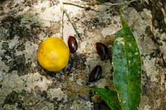 Chrysophyllum gonocarpum