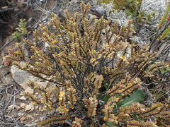 Pimelea traversii