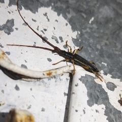 Distenia chaparensis