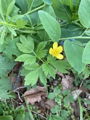 Ranunculus hispidus