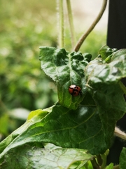 Cheilomenes sexmaculata