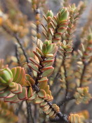 Pimelea traversii