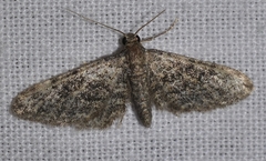 Eupithecia