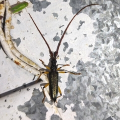 Distenia chaparensis