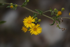 Heterotheca subaxillaris