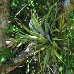 Tillandsia geminiflora
