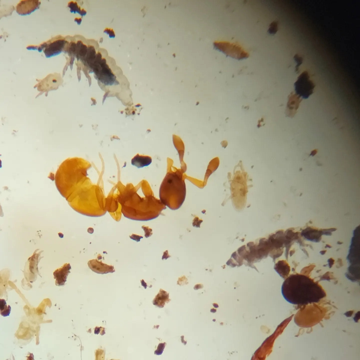 Discothyrea antarctica