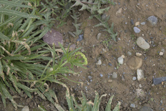 Reseda lutea