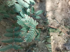 Hoffmannseggia glauca