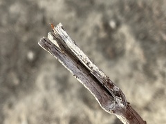 Solenopsis xyloni