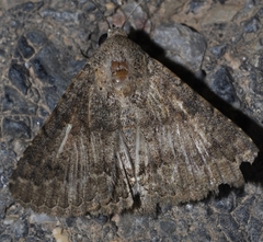 Pandesma robusta