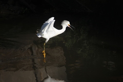 Egretta thula