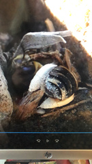Apinae