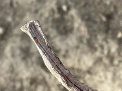 Solenopsis xyloni