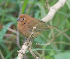 Cyanocompsa parellina