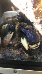 Apinae
