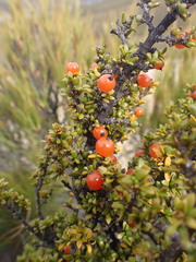 Coprosma fowerakeri