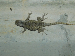 Sceloporus gadoviae