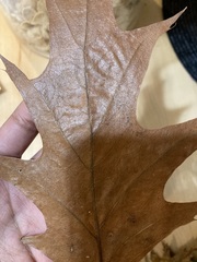 Macrodiplosis majalis