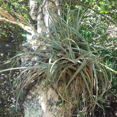 Tillandsia lorentziana