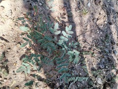 Hoffmannseggia glauca