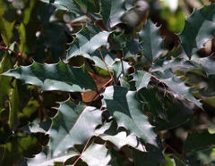 Berberis aquifolium