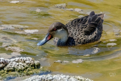 Anas bahamensis galapagensis