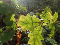 Quercus robur