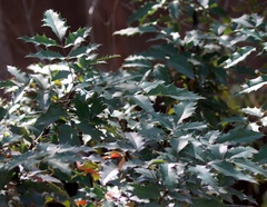 Berberis aquifolium