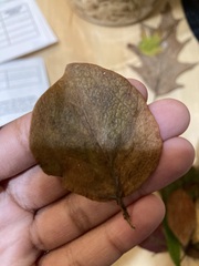 Angiospermae