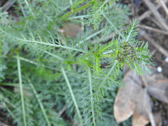 Achillea millefolium
